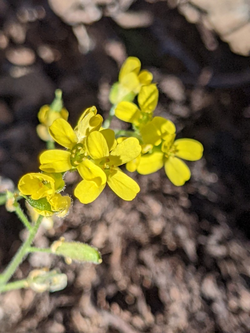 Cusick's Draba photo 6