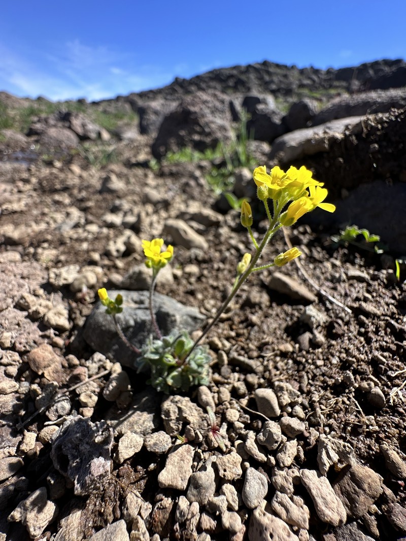 Cusick's Draba photo 7