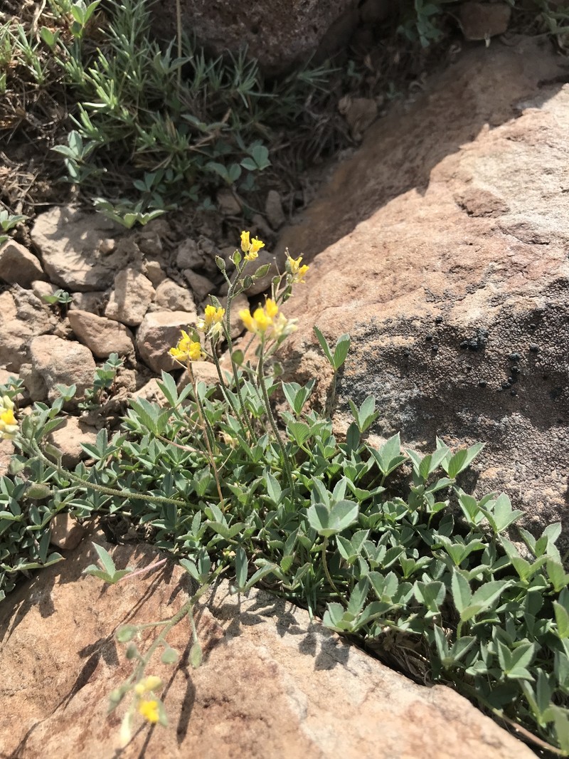 Cusick's Draba photo 8