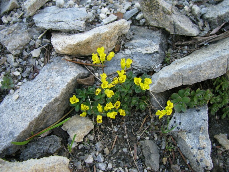 Draba cyclomorpha