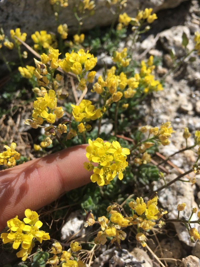 Draba cyclomorpha photo 3