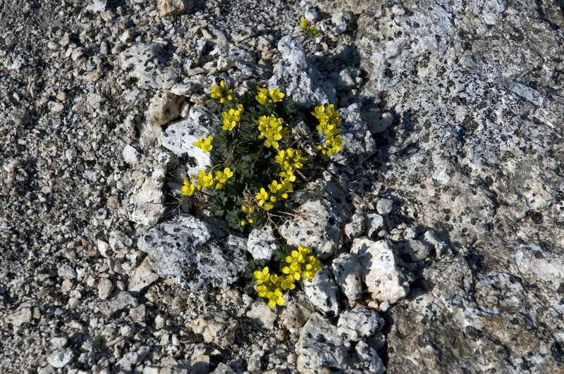 Draba cyclomorpha photo 5