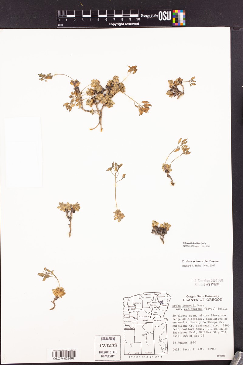 Draba cyclomorpha photo 7