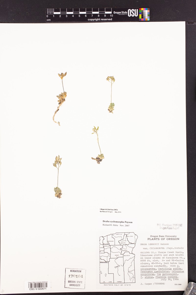 Draba cyclomorpha photo 8