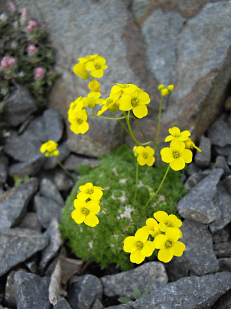 Denseleaf Draba