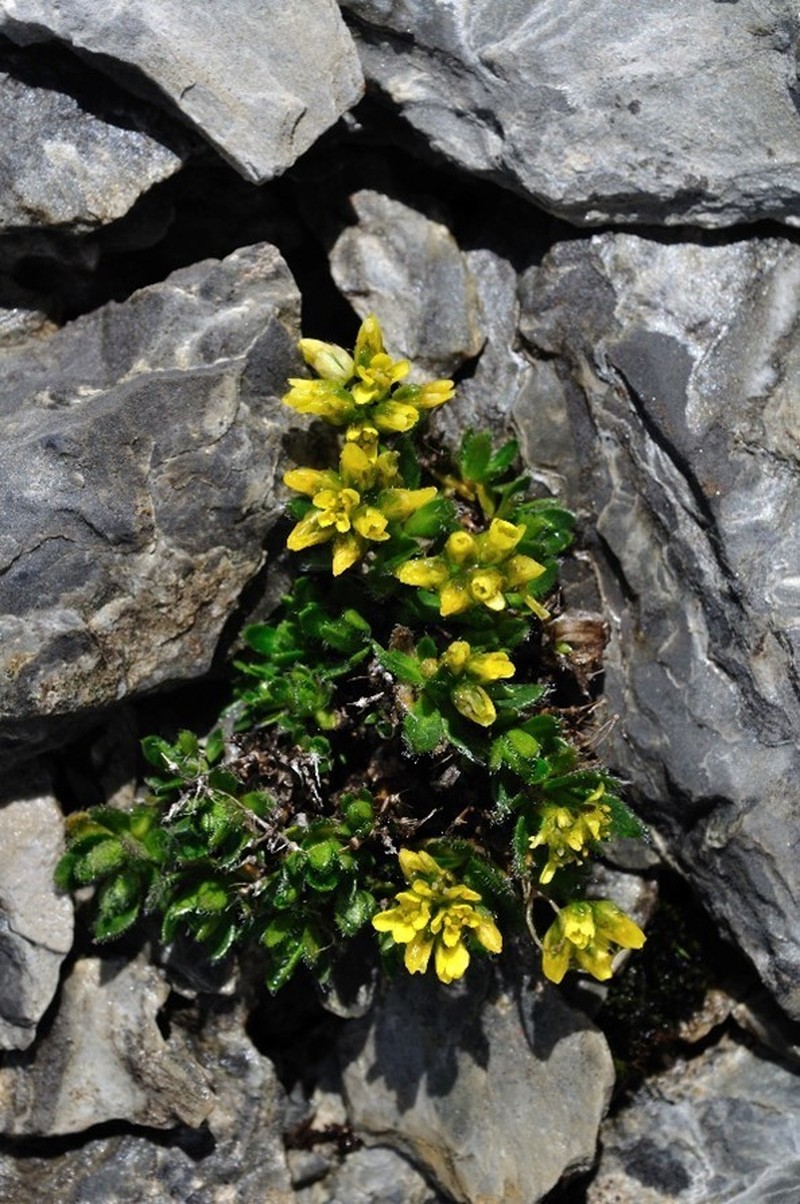 Denseleaf Draba