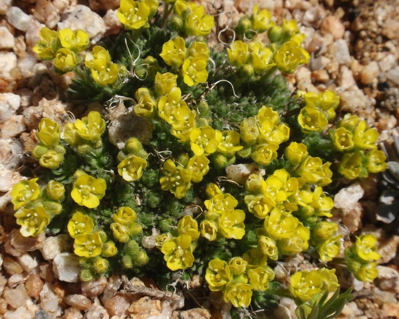 Denseleaf Draba photo 2