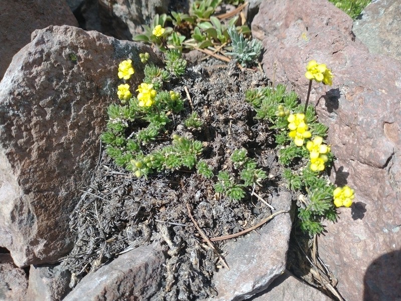 Denseleaf Draba photo 3