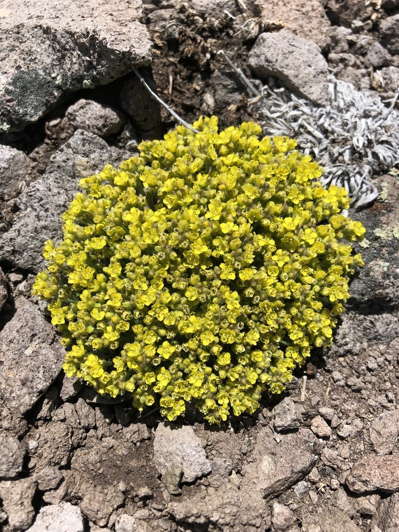 Denseleaf Draba photo 4