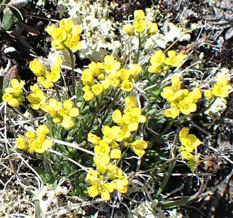Denseleaf Draba photo 5