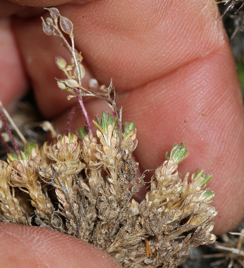 Denseleaf Draba photo 6