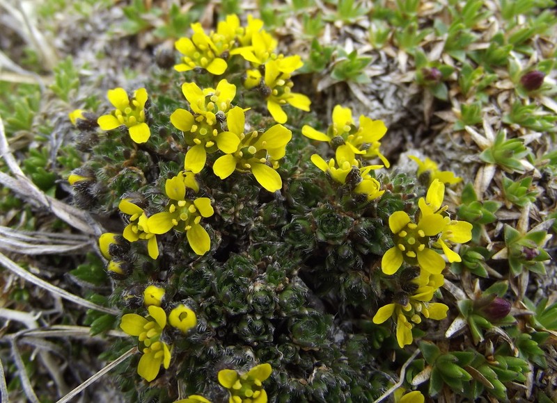 Denseleaf Draba photo 7
