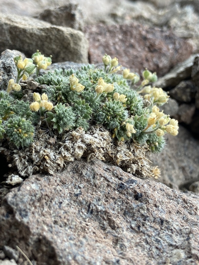 Denseleaf Draba photo 8
