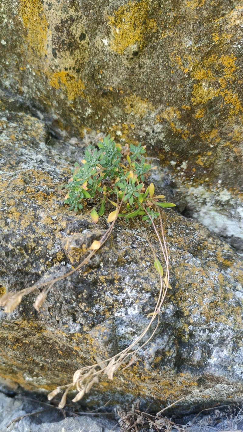 Draba dubia subsp. dubia