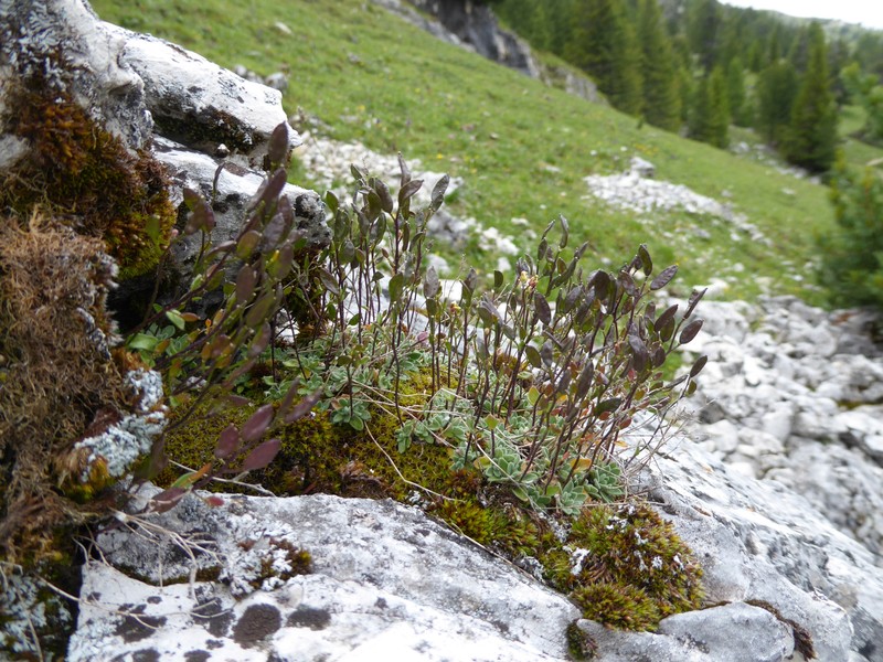 Draba dubia subsp. dubia photo 2