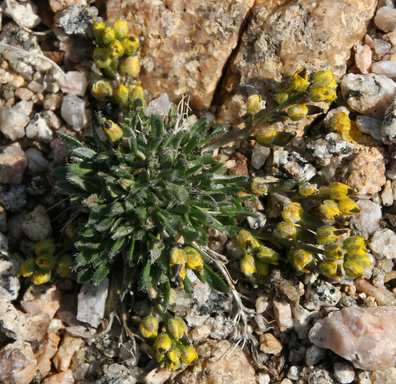 Clawless Draba