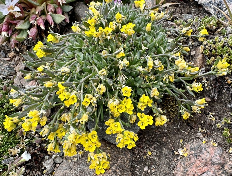 Clawless Draba photo 2