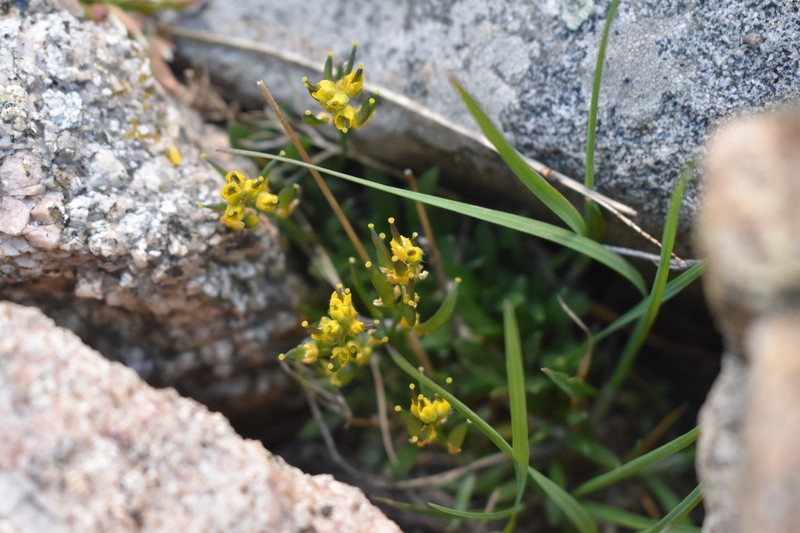 Clawless Draba photo 3