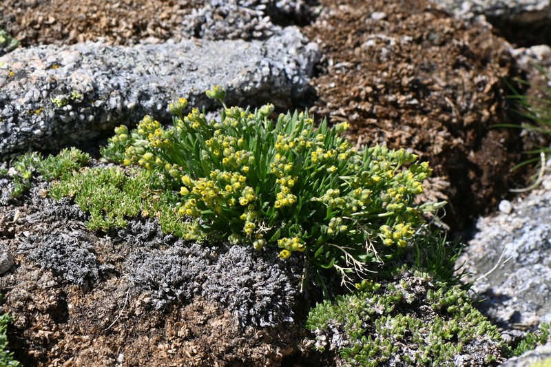 Clawless Draba photo 4