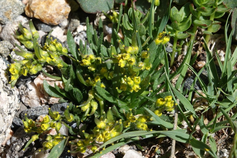 Clawless Draba photo 5