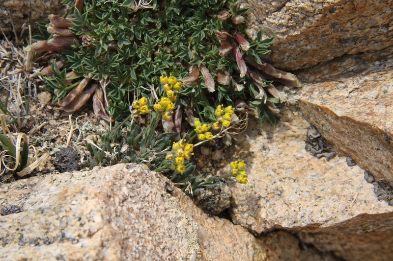 Clawless Draba photo 6