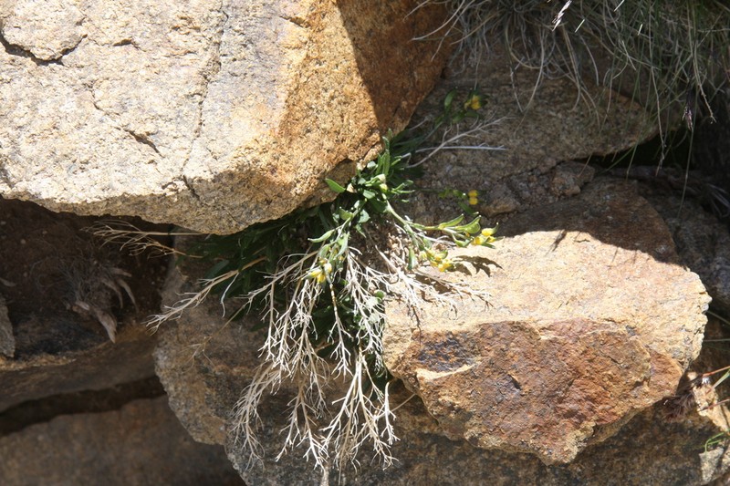 Clawless Draba photo 7
