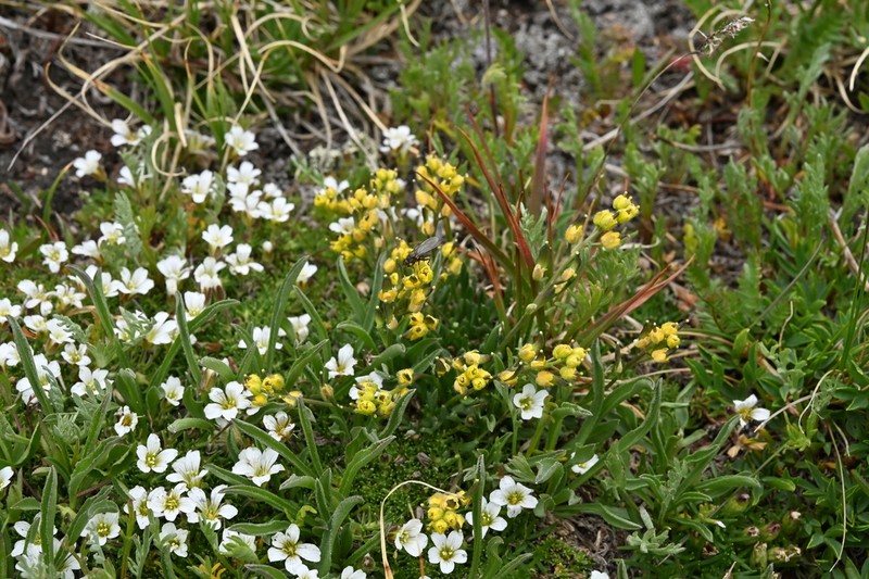 Clawless Draba photo 8