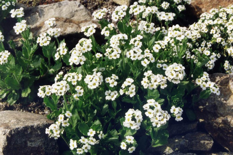 Austrian Draba
