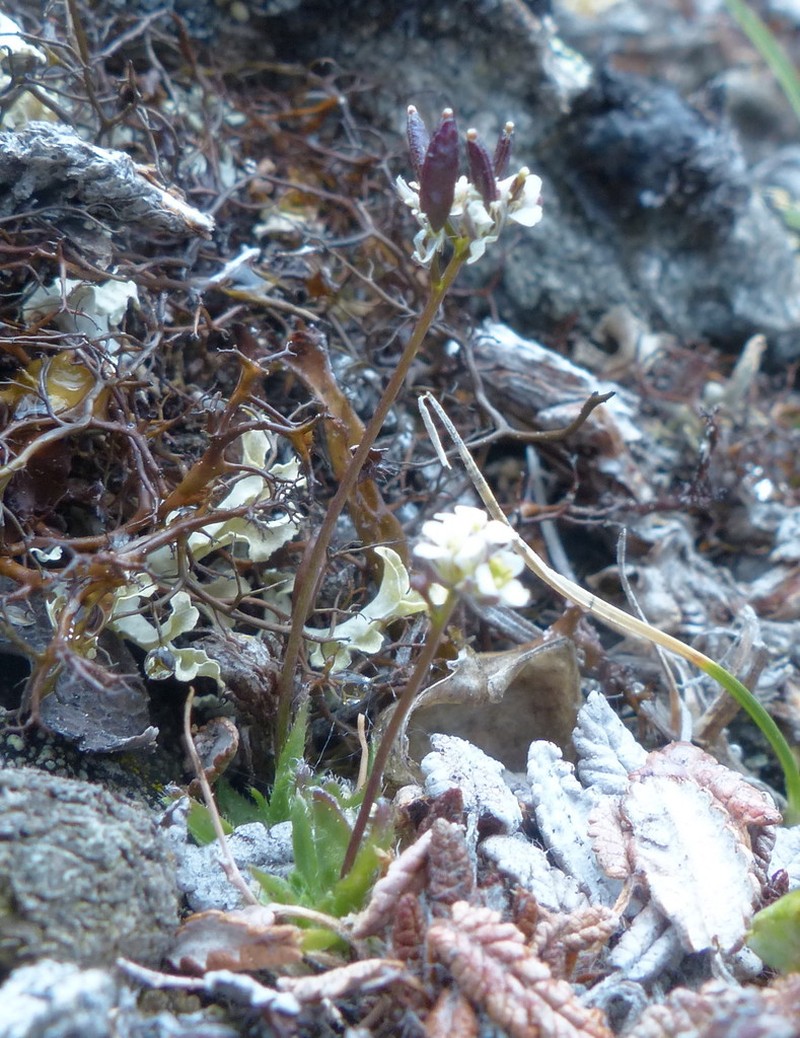 Austrian Draba