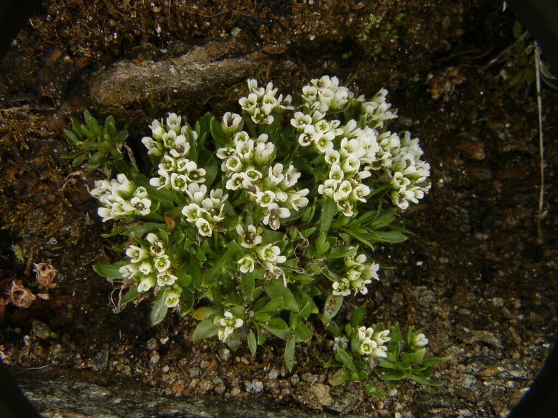Austrian Draba photo 2