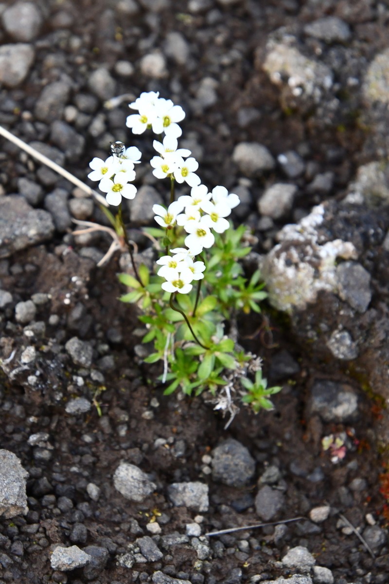 Austrian Draba photo 3