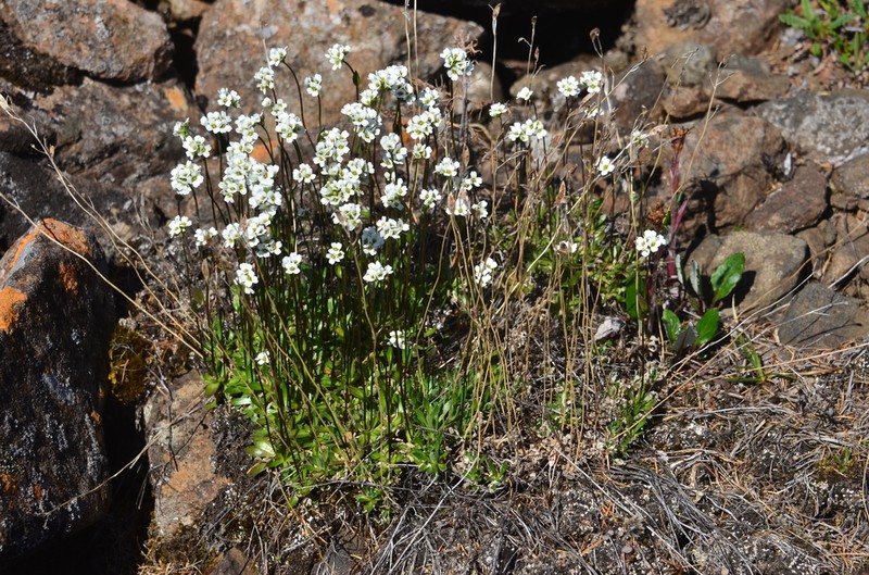 Austrian Draba photo 4