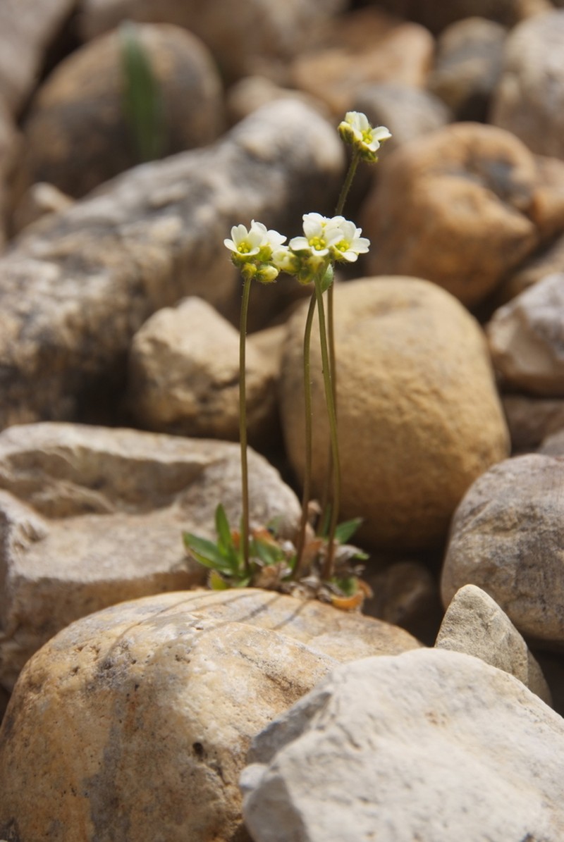 Austrian Draba photo 5