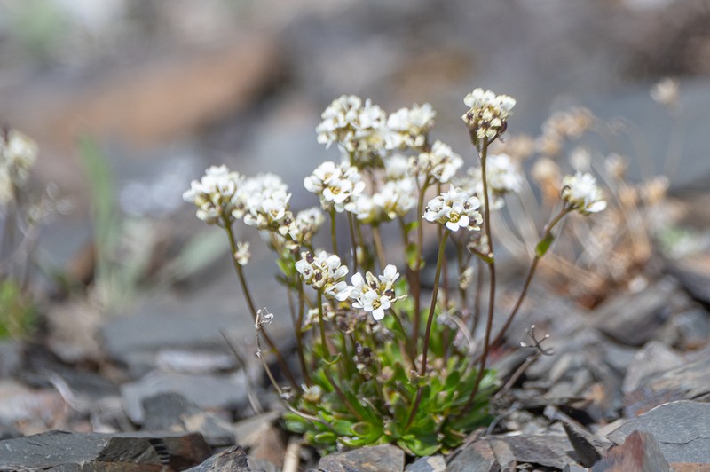 Austrian Draba photo 6