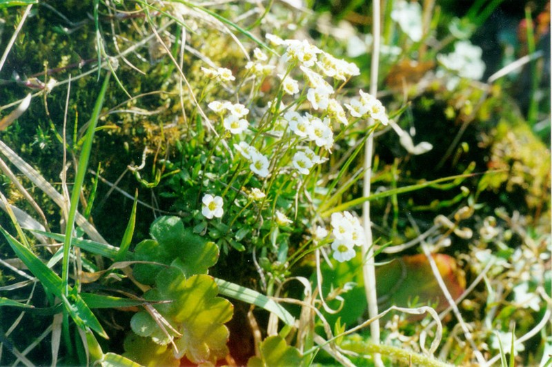 Austrian Draba photo 7