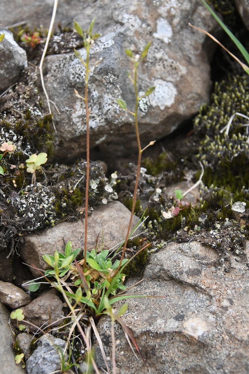 Austrian Draba photo 8