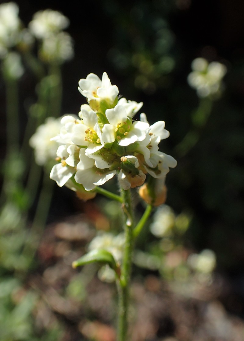 Smooth Draba