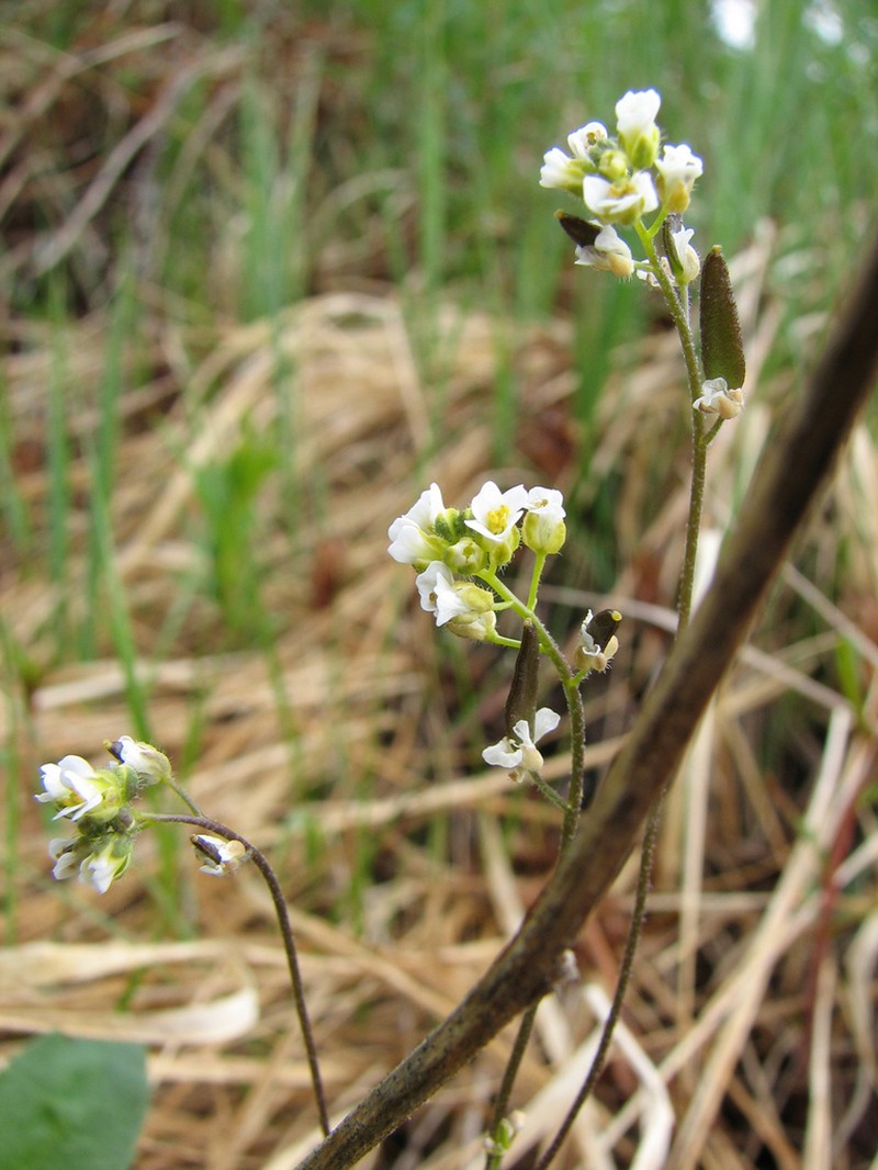 Smooth Draba