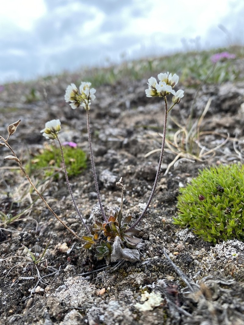 Smooth Draba photo 2