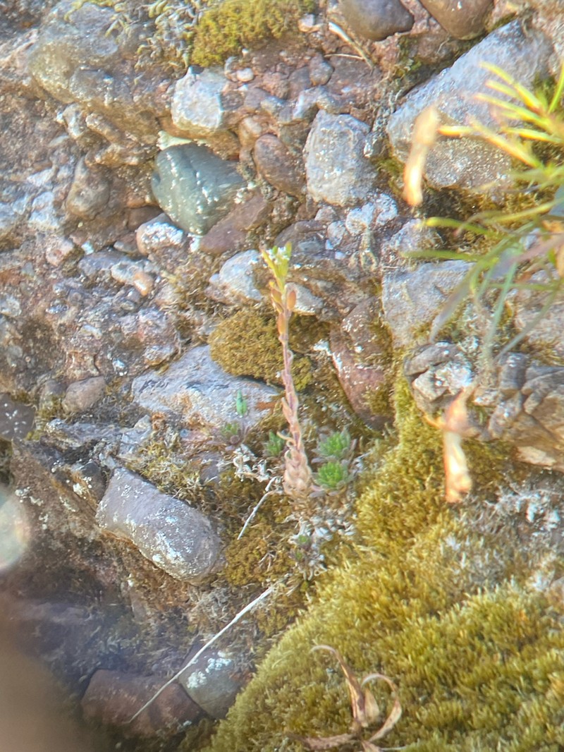 Smooth Draba photo 3