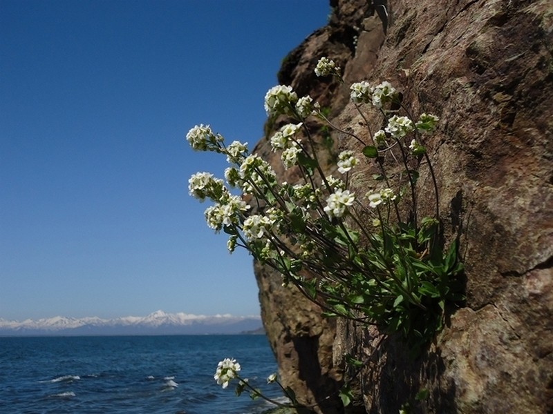 Smooth Draba photo 5