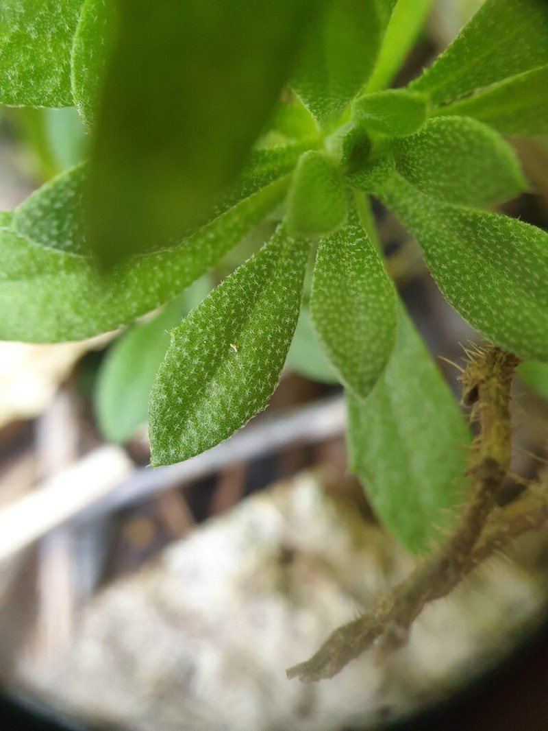 Smooth Draba photo 6