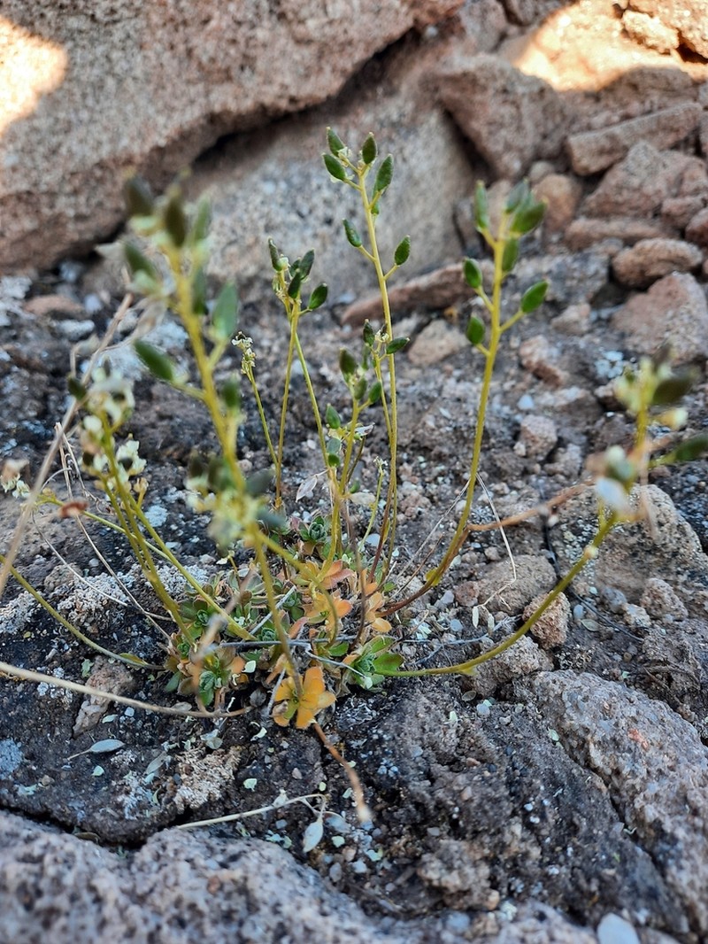 Smooth Draba photo 7