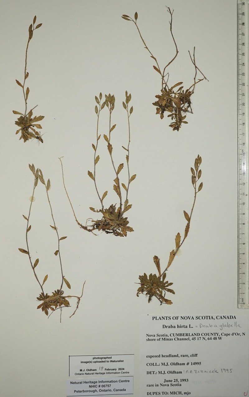 Smooth Draba photo 8