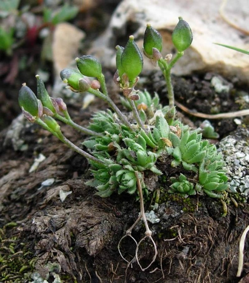 Beavertip Draba