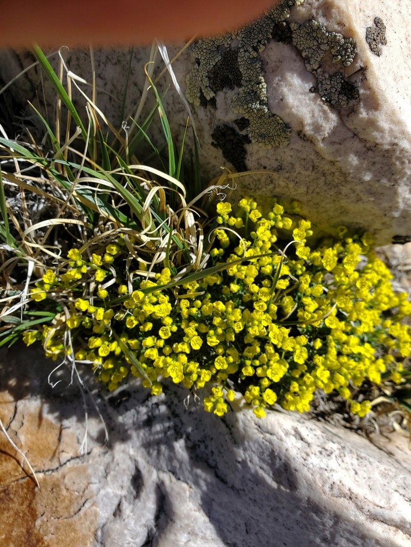 Beavertip Draba