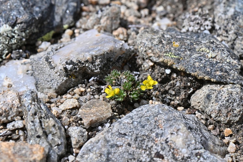 Beavertip Draba photo 2