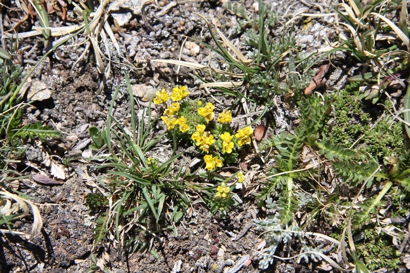 Beavertip Draba photo 3
