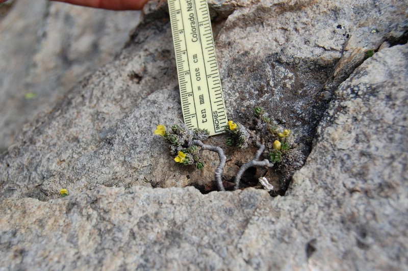 Beavertip Draba photo 4