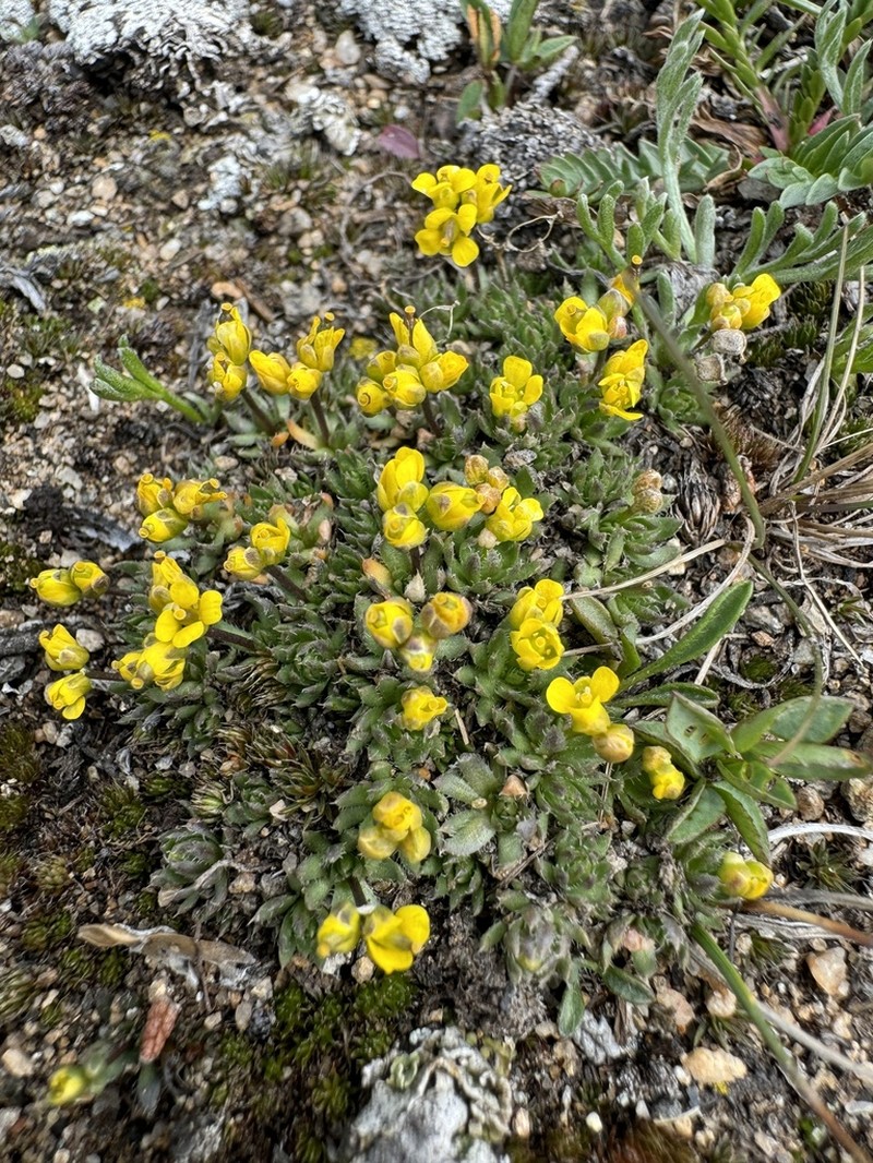 Beavertip Draba photo 5